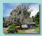 Rarotonga Moss Tree